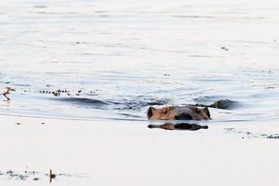 Heading Upstream