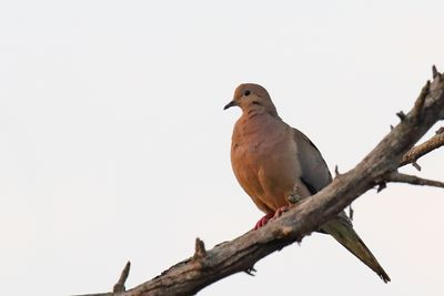 Perching, Song and Other Birds