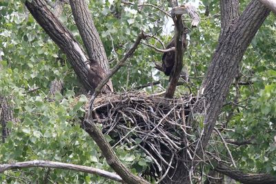 Out of the Nest
