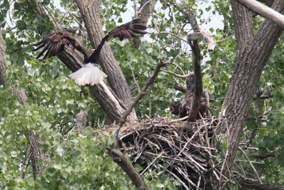 Excitement in the Nest