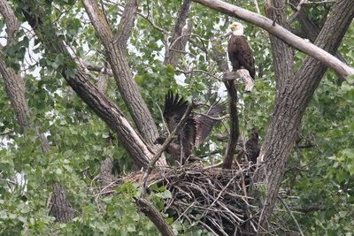 Eagles, Hawks, Osprey, Falcons and Vultures