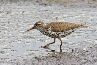 Working the Wetland