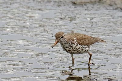 Perching, Song and Other Birds