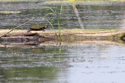 Reptiles and Amphibians