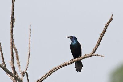Perching, Song and Other Birds