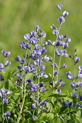 Prairie Wildflower