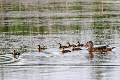 Ducks, Geese, Swans and Pelicans