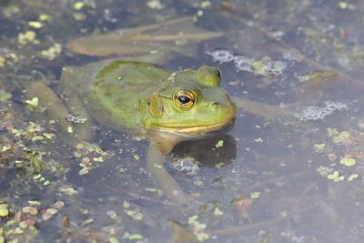Reptiles and Amphibians
