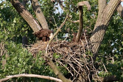 Eagles, Hawks, Osprey, Falcons and Vultures