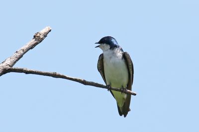 Perching, Song and Other Birds