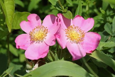 Wild Pink