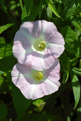 June Bloom