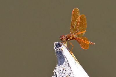 Insects, Worms and Arachnids