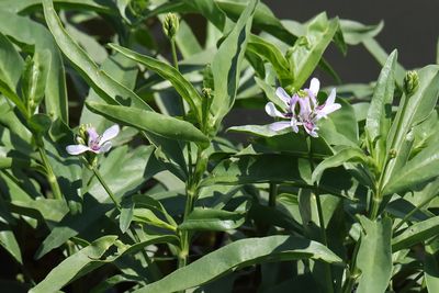 River Wildflower
