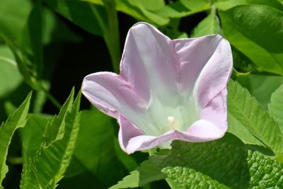 Afternoon Glory
