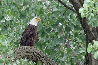 Eagles, Hawks, Osprey, Falcons and Vultures