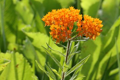 Heating Up the Prairie