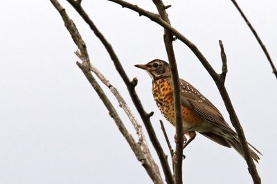 Perching, Song and Other Birds