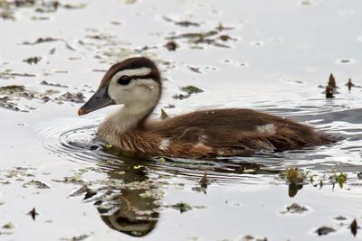 Little Duck