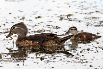 Duck and Duckling