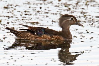 Mother Duck