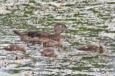 Ducks, Geese, Swans and Pelicans