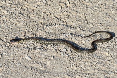 Snake Not in the Grass