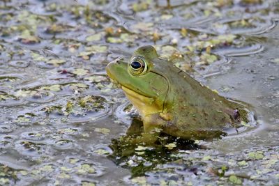 Reptiles and Amphibians