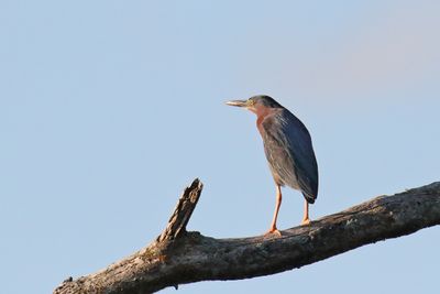 Cranes, Herons, Egrets and Other Shorebirds