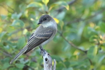 Perching, Song and Other Birds