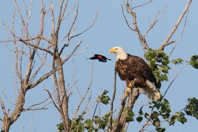 Perching, Song and Other Birds