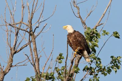Adult Feathers