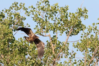 Fledged