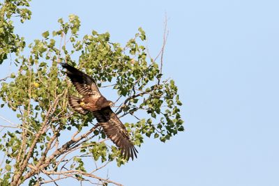 Free of the Nest