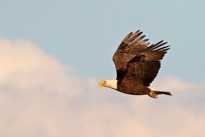 Inbound Eagle