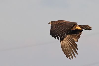 Young Eagle
