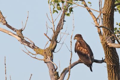 Eagles, Hawks, Osprey, Falcons and Vultures