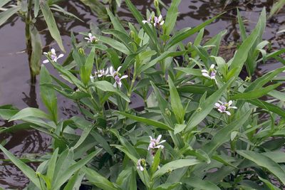 Wild Willow