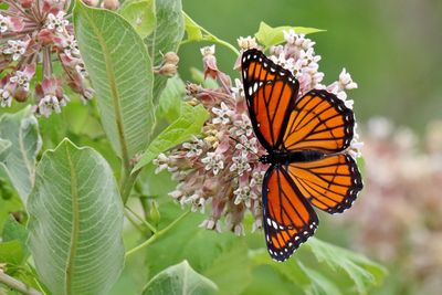 Insects, Worms and Arachnids