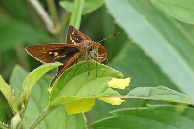 Insects, Worms and Arachnids