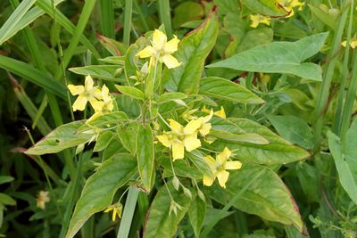 Native but Invasive