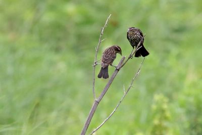 Perching, Song and Other Birds
