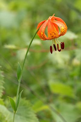 A Prize in the Prairie 