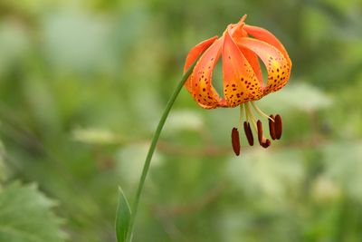 Lily of the Prairie