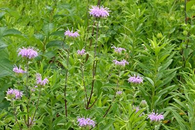 Bee Balm