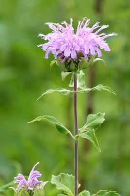 Prairie Purple