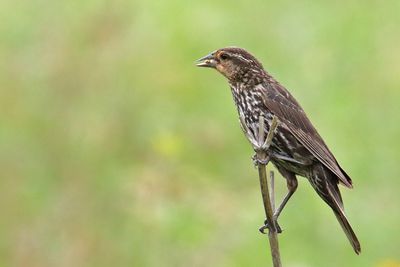 Savoring a Seed