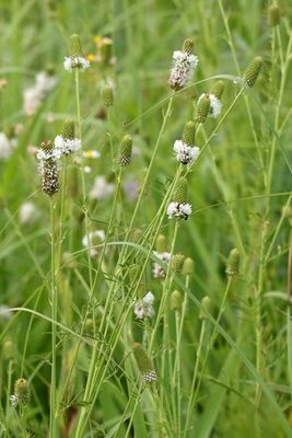 Tall Clover