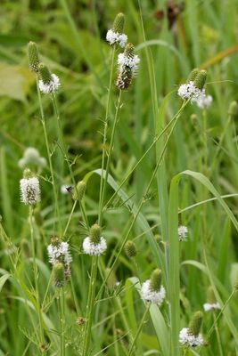 Clover in the Grass