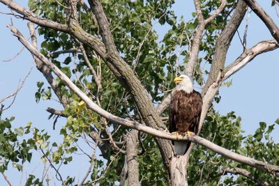 Eagles, Hawks, Osprey, Falcons and Vultures